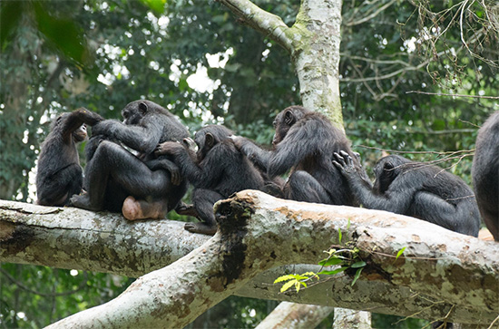 （写真9）ボノボの群れの中心は常にメスたち。