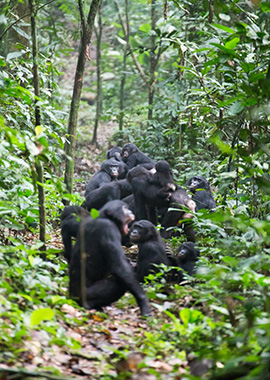 集団で移動するボノボのメスと子どもたち。