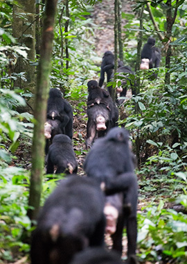 集団で移動するボノボのメスと子どもたち。