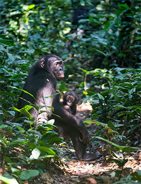 （写真11）遅れてくる仲間を待っている第一位のメス「キク」と子ども