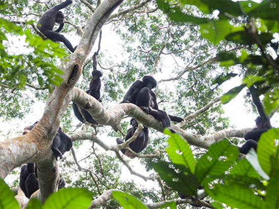 （写真12）お互いの声を聞きつけて集まった2つのボノボの集団。混じり合って採食している