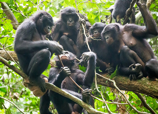 （写真13）罠にかかり左手にワイヤーが巻きついた仲間を心配して集まったボノボのメスたち。 ボノボの社会には私たちが見習うべき点が多い