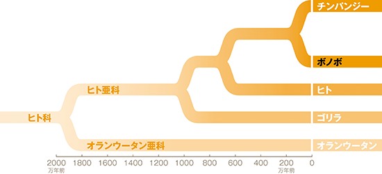 （図）ヒト科の系統図