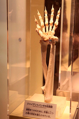 ジャイアントパンダの左前肢。食べものをつかむようにするため、手首にある2つの骨の突起を進化させた（写真提供：国立科学博物館）