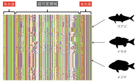 MiFishプライマーによるDNAの断片増幅解析図