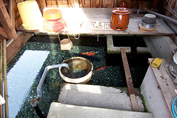針江集落のカバタ。茶碗から落ちた米粒などは鯉が食べてくれる。水をきれいに使うための古来の知恵だ
