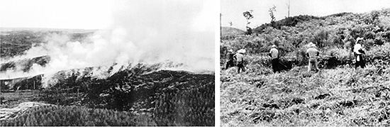 左：火入れ作業　右：地ごしらえの風景　昭和33年頃