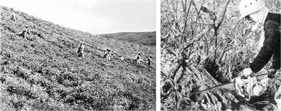 刈払機による下刈作業　昭和37年 チェンソーによる倒木処理−大型機械作業には伐根や大きな倒木が非常に障碍となる。昭和39年