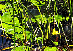 アサザの繁る霞ヶ浦の湿原。アサザ　浅い池に生える多年生の水草。葉は水面に丸く浮かび、黄色い花が咲く。