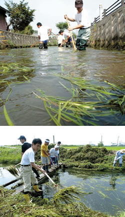 琵琶湖の湖西地方では、今でも年に4回の川掃除を、住民が総出で行なっている。夏に繁る川藻を刈ると、川の水位が下がり、台風シーズンの洪水の危険も軽減できるという。こういう作業を重ねるうちに、子供たちの心にも連帯感が芽生えていく。