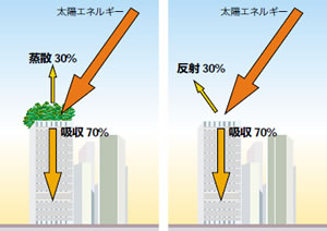 屋上緑化による水分蒸散効果と、屋上緑化していないビルの反射は、ともに太陽エネルギーの３割を宇宙へ返す。どちらの方法でも地上やビルへの蓄熱は太陽エネルギーの７割。