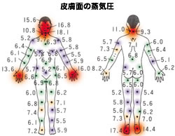 皮膚面の蒸気圧