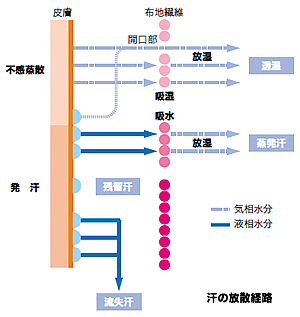 汗の放散経路