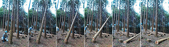 道志村の民有林整備