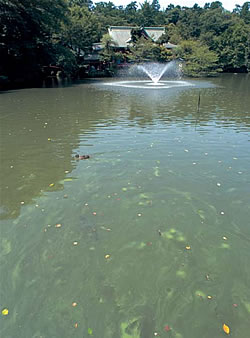 井の頭公園の池には水質改善のために、噴水が設けられているが、いまだにアオコは消えていない。