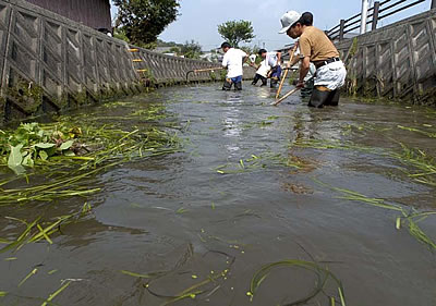 滋賀県・高島市の針江を流れる大川では、年に数回住人による川のメンテナンスが行なわれる。