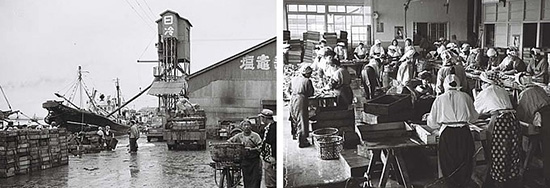 左：塩釜港に設置された砕氷塔。昭和30年ごろ。冷凍技術が発達する以前は、氷の需要が高かった。 右：水産加工工場。昭和30年ごろ。木箱の側面には「さんま」の文字が見える。