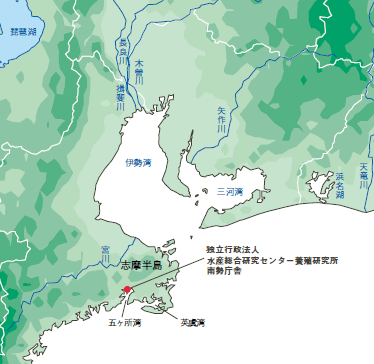 独立行政法人 水産総合研究センター養殖研究所