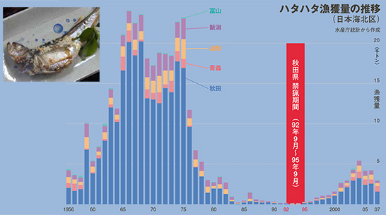 ハタハタ漁獲量の推移