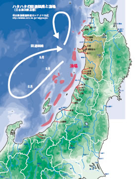 ハタハタの回遊経路と漁場 （日本海北部系郡）