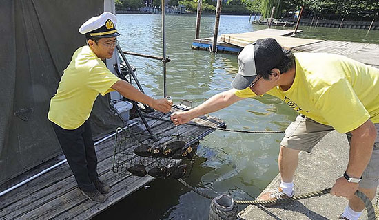 大川で真珠を育むイケチョウ貝。