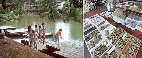 左：日吉神社の水辺デッキ。掘割に子供たちが遊ぶ姿が戻ってきた。 右：有明海の珍しい魚介類が並ぶ、魚屋の店先。