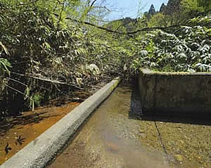 鉄分が多い水は、赤茶けている。一番上流の溜池があったといわれている場所は、周囲にヤナギの木が植わっていた。