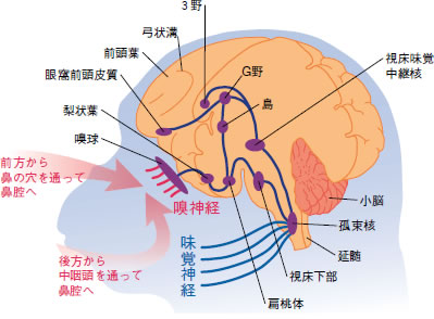 脳における味とにおいの伝わり方