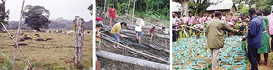 左：アマゾンの帯林を焼いて造成した牧場。中：マレーシア・ボルネオ島の焼き畑風景。右：NGOの指導で住民の間に植林の機運が高 まった。（ケニアのキスムで）　写真提供：石 弘之さん