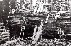 米国の西海岸オレゴンでは20世紀はじめに巨木の伐採がおこなわれていた。