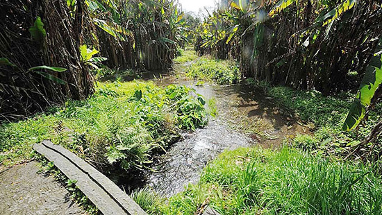 江津湖最深部の池から流れ出た小川。