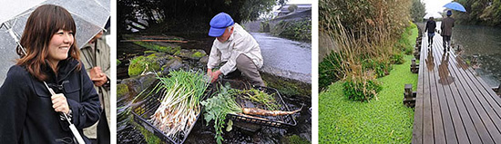 熊本県上益城郡嘉島町で生まれ育った宮地小百合さん　「寺の下」と呼ばれる洗い場。　木道の左の水面に茂るウォーターレタス