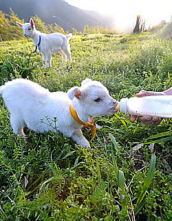 愛林館が借りている棚田には、草刈り機としてヤギが大活躍。