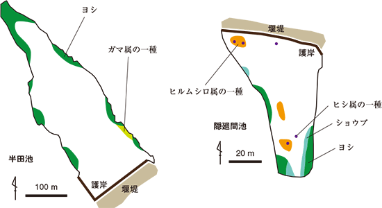 溜め池の植生図の一例