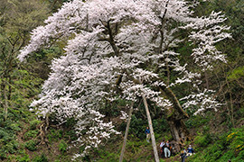 ゼンマイ桜