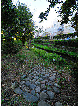日野市の浅川から取水する向島用水周辺は、緑も多く、散歩にも最適。