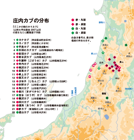 庄内カブの分布