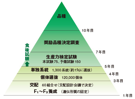 交配育種の流れ