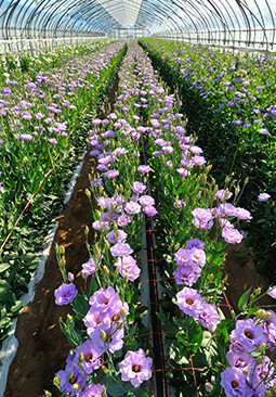 メロンの後作でトルコキキョウなどの花卉を育てている。