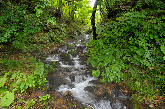 沢の水