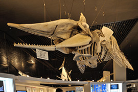 クジラの骨格標本。