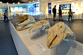 クジラの骨格標本。