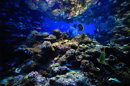 芸術的な岩の演出。とても水槽の中とは思えない新江ノ島水族館。