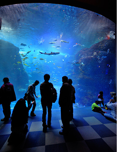 立って見つめる人、座り込んで楽しむ人、と感じ方も自由自在。創設から半世紀を経てリニューアルした新江ノ島水族館の展示理念は〈ニッポンの水族館〉。