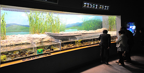 〈琵琶湖の岸辺の生き物〉水槽は、種別に仕切られているが、一体感のある展示。