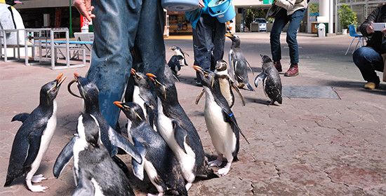 マリンピア松島水族館の一番の呼びものは、広場で行なわれるペンギンの餌やりタイム。
