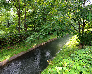 滔々と流れる用水路。