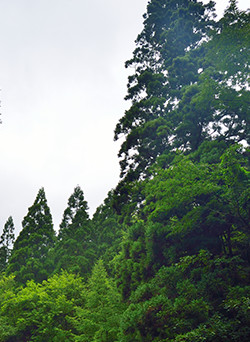 てっぺんが尖っているのが植林で丸いのが天然秋田杉。