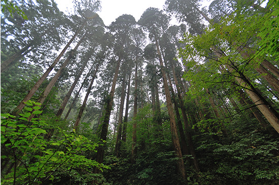 てっぺんが尖っているのが植林で丸いのが天然秋田杉。