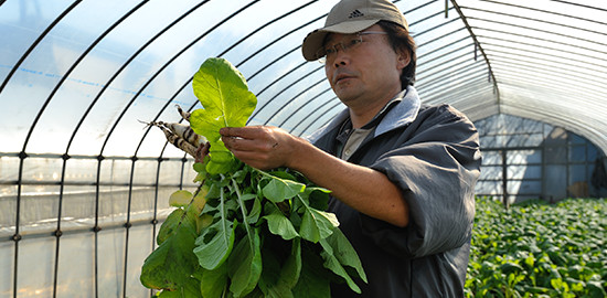 井上農園では、亀戸大根をハウス栽培している。「葉っぱがおかめの顔みたいな形でしょ。それでおかめ大根とも言われていたんですよ」と誠一さん。